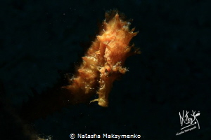 Sea hourse. I used a Canon 40D and inon flash with snoot.... by Natasha Maksymenko 